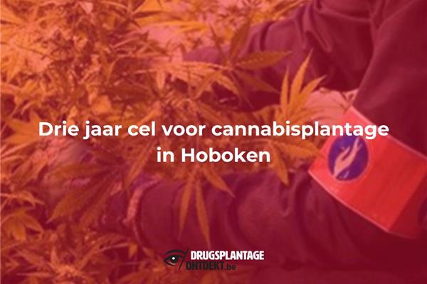 Hoboken - Drie jaar cel voor cannabisplantage in Hoboken